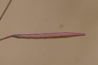 Epilobium brachycarpum