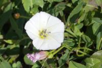 Convolvulus arvensis