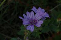 Malva sylvestris