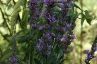 Lythrum salicaria