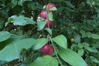 Prunus cerasifera