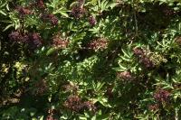 Sambucus nigra