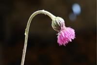 Cirsium tuberosum