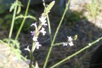 Verbena officinalis