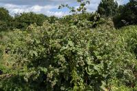 Arctium lappa