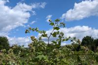 Arctium lappa