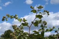 Arctium lappa