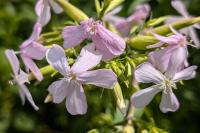 Saponaria officinalis