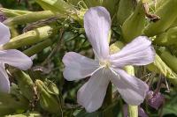 Saponaria officinalis