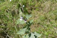 Althaea officinalis