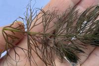 Ceratophyllum submersum