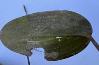 Potamogeton natans