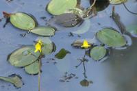 Utricularia neglecta