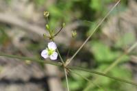 Alisma plantago-aquatica