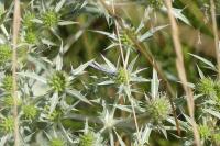 Eryngium campestre