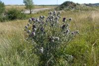 Cirsium eriophorum
