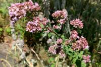 Origanum vulgare