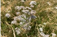 Achillea millefolium