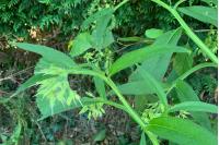 Symphytum officinale