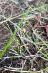 Schoenoplectiella supina