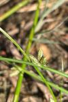 Schoenoplectiella supina