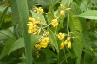 Lysimachia vulgaris