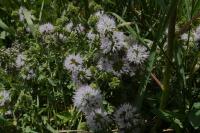 Mentha pulegium