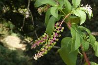 Phytolacca americana