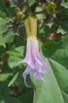Datura stramonium