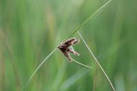 Bolboschoenus maritimus