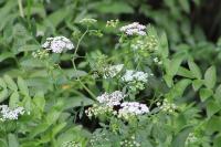 Berula erecta
