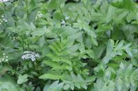 Berula erecta