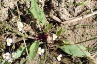 Alisma lanceolatum