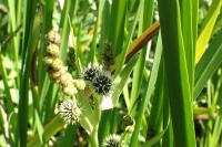 Sparganium erectum