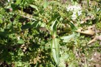 Veronica catenata