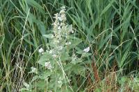 Althaea officinalis