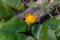 Nuphar lutea