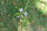 Verbena officinalis