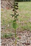 Epipactis helleborine