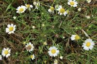Cladanthus mixtus