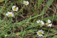 Cladanthus mixtus