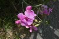 Lathyrus latifolius