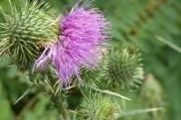 Cirsium vulgare