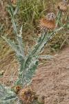 Onopordum acanthium