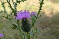 Cirsium vulgare