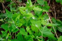 Chenopodiastrum hybridum