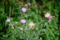 Cirsium vulgare