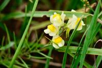 Linaria vulgaris