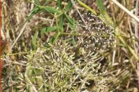 Falcaria vulgaris