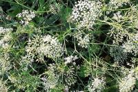 Falcaria vulgaris